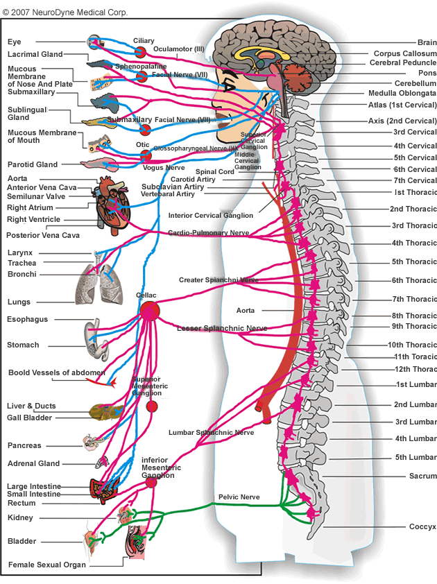 Chiropractic Nervous System Chart